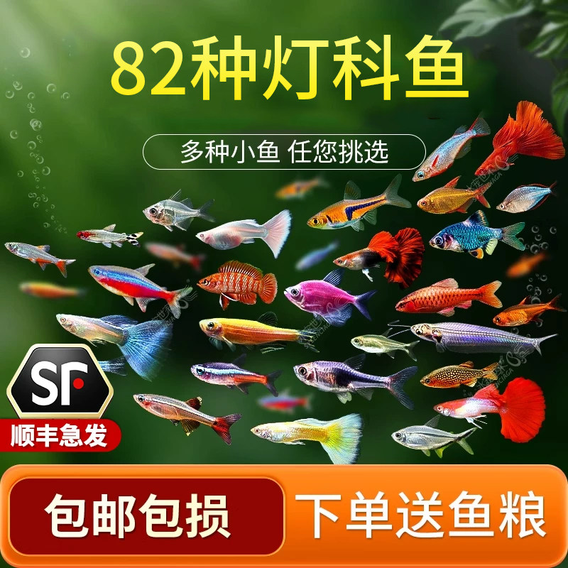 宝莲灯红绿灯科鱼热带观赏鱼小型混养套餐斑马鱼淡水冷水金鱼