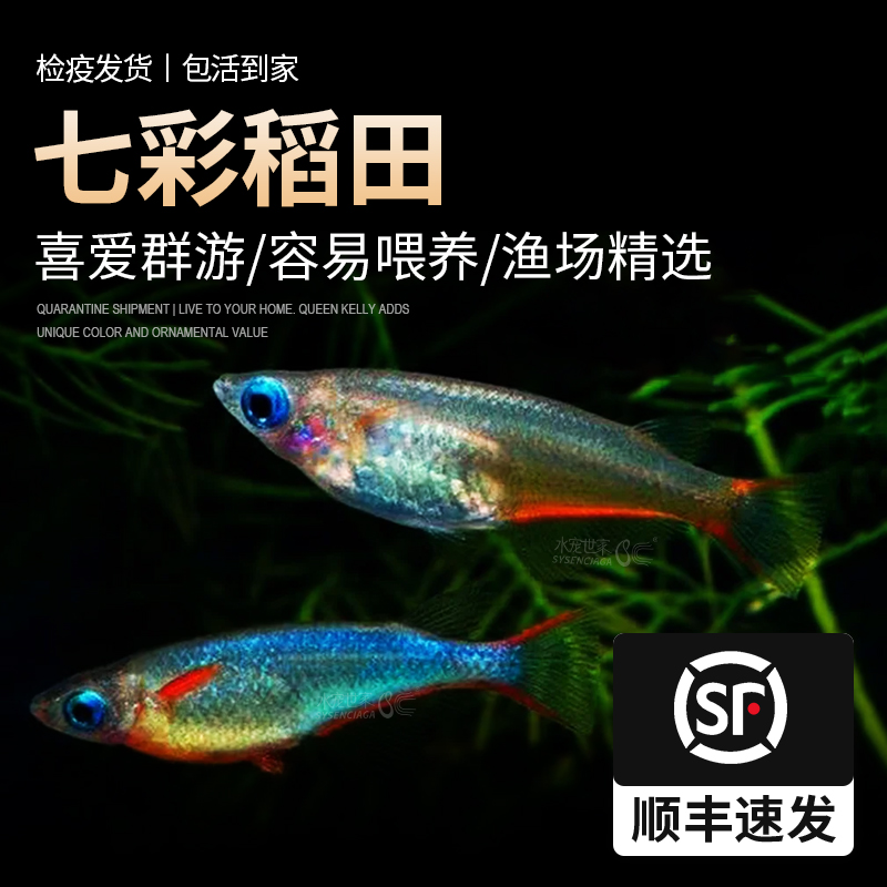 七彩稻田鱼小型热带鱼淡水鱼稻田鱼观背七彩霓虹观赏鱼梦幻鳉科鱼