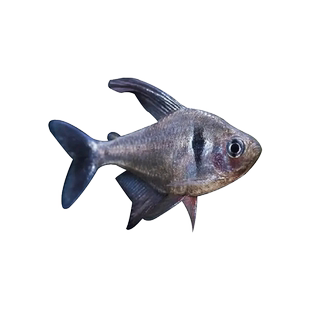 扯旗鱼红勾旗黑尾大勾玫瑰芙蓉扯旗灯鱼小型热带观赏鱼草缸群游鱼