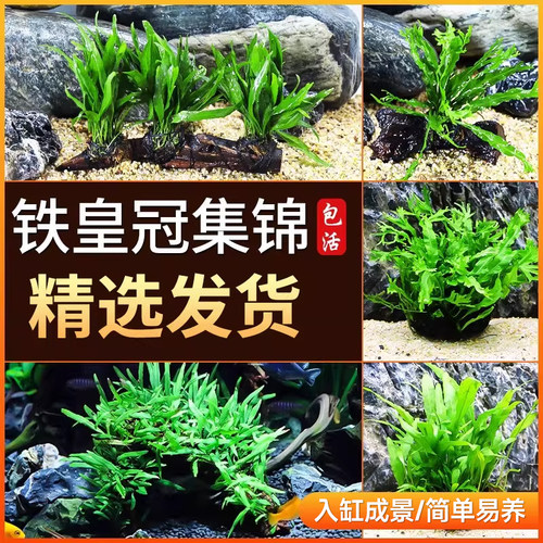 丹麦细叶铁皇冠草中鹿角后景草