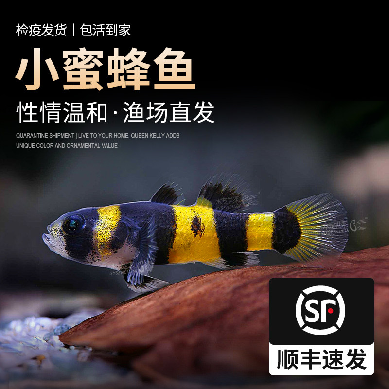 小蜜蜂活体热带小型鱼底层清洁吃残渣吃涡虫
