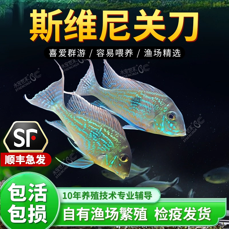 斯维尼关刀鱼南美食土鲷蓝宝石观赏鱼元宝凤凰鱼和尚红眼白子苗子
