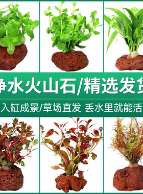 鱼缸造景懒人火山石水草活体阴性真草植物蜈蚣草净水增氧底砂套餐