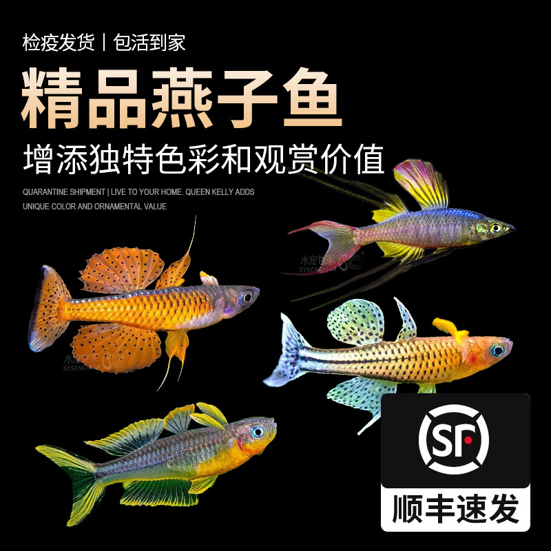 霓虹燕子鱼新郎官珍珠阿鲁燕子热带小型淡水鱼进口灯科鱼燕子美人,宠物/宠物食品及用品,鱼,淘宝优惠券,粉丝福利购,淘宝优惠卷