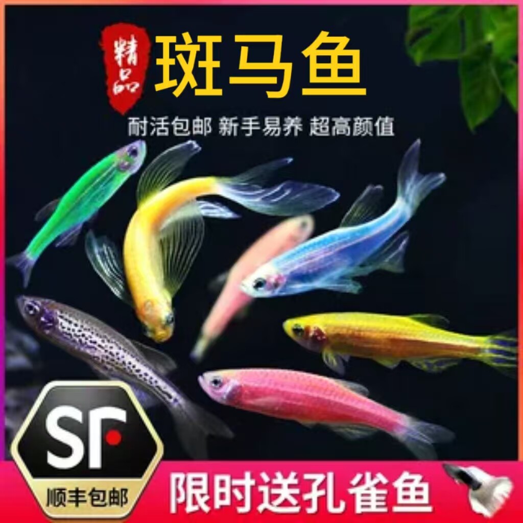 小型热带鱼观赏鱼灯科鱼鱼群游鱼红蓝荧光斑马鱼冷水鱼