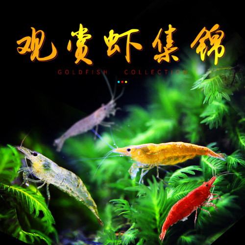淡水鲜活观赏虾除藻清洁