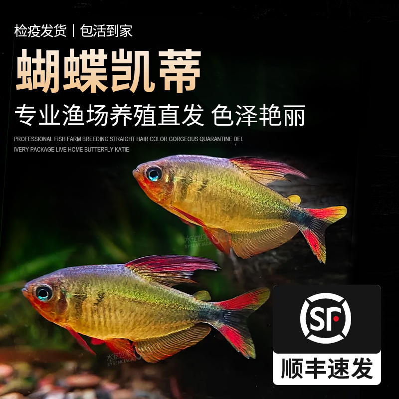 蝴蝶凯蒂灯鱼蝴蝶黄红凯蒂鱼观赏鱼高端稀有品种活体南美进口热带