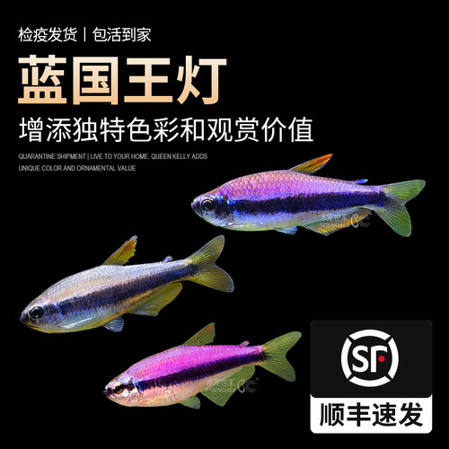 蓝帝王灯小型热带观赏鱼