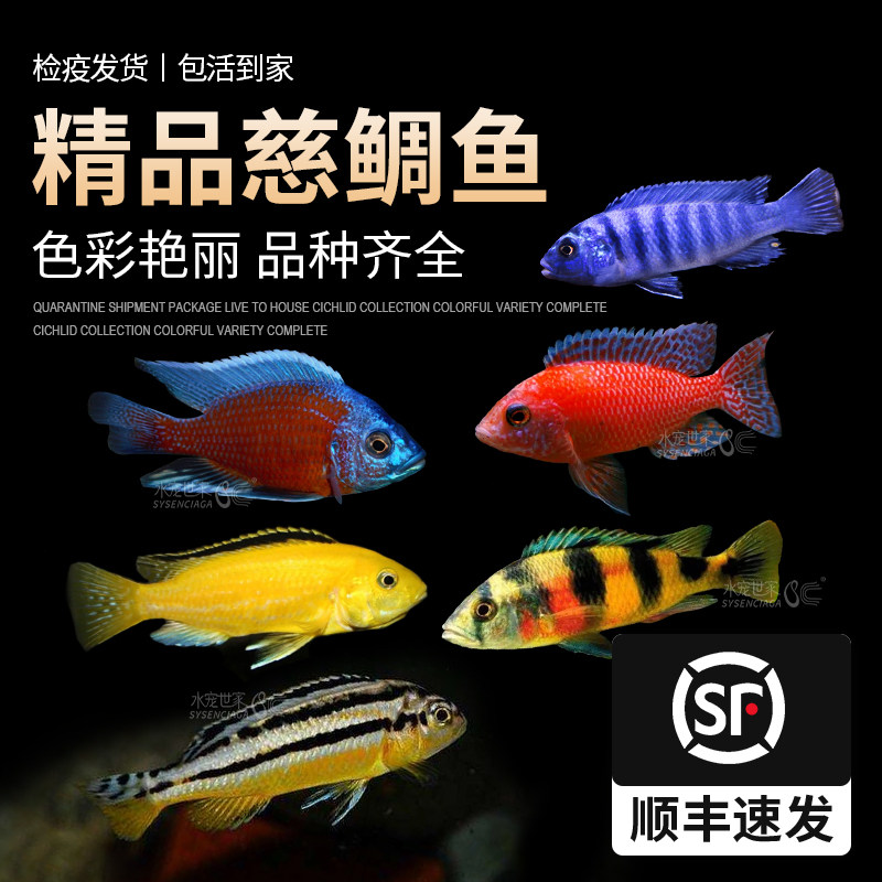 三湖慈鲷非洲王子 四间鱼十间鱼虎皮鱼淡水虎鲨鱼观赏鱼,宠物/宠物食品及用品,鱼,淘宝优惠券,粉丝福利购,淘宝优惠卷