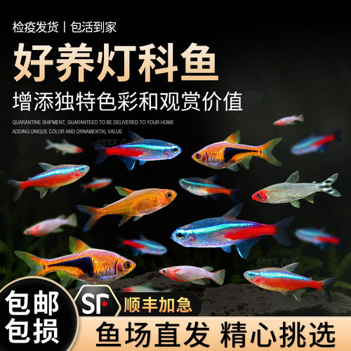 红绿灯鱼小型热带群游淡水鱼