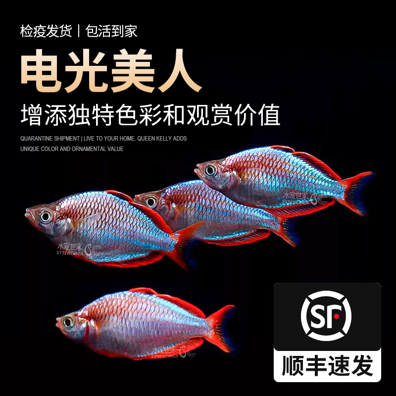 电光美人群游热带观赏鱼刚果美人