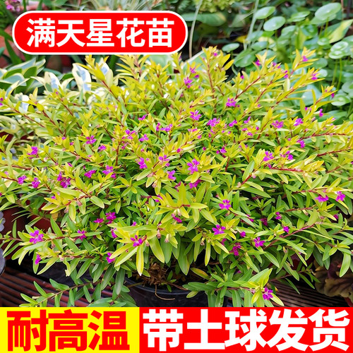 满天星盆栽绿植花苗四季常绿好养易活花卉庭院阳台多年生花镜植物