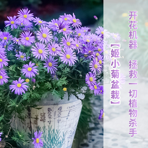 姬小菊盆栽花苗好养带花苞