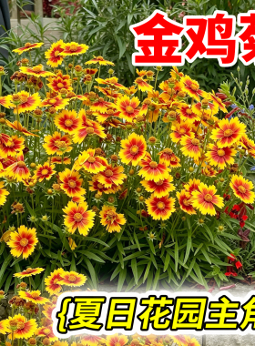 金鸡菊多年生宿根耐热耐寒菊花苗金鸡菊盆栽花苗黄花观赏花卉植物