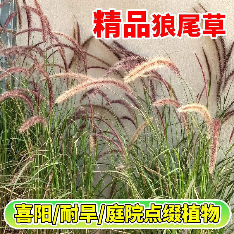 紫叶狼尾草蒲苇粉黛细叶芒盆栽花园庭院四季观叶地被观赏草护坡植