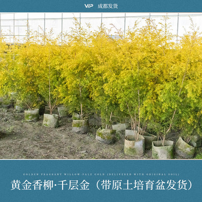 千层金 黄金香柳树苗芳香金色室内绿植银叶金合欢 庭院绿化造景树