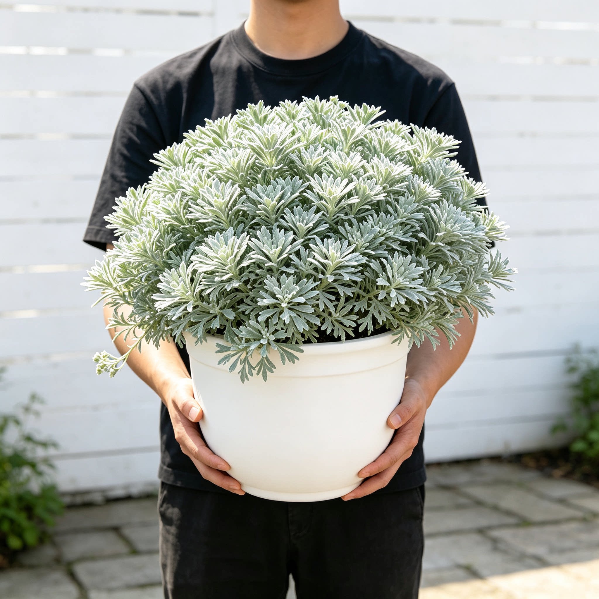 芙蓉菊盆栽老桩银叶菊雪艾花卉绿植中草药阳台庭院四季耐寒耐热