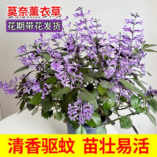 莫奈薰衣草盆栽花卉植物室内庭院