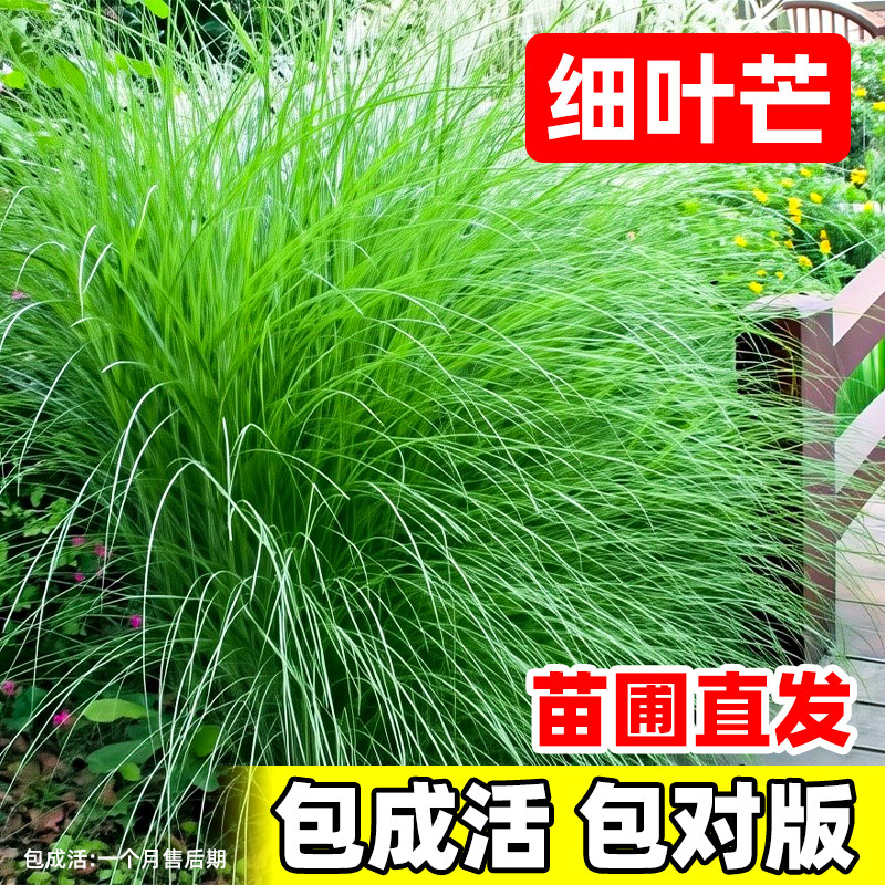 细叶芒草盆栽庭院花园植物耐寒耐热易养护绿化多年生四季常青绿植