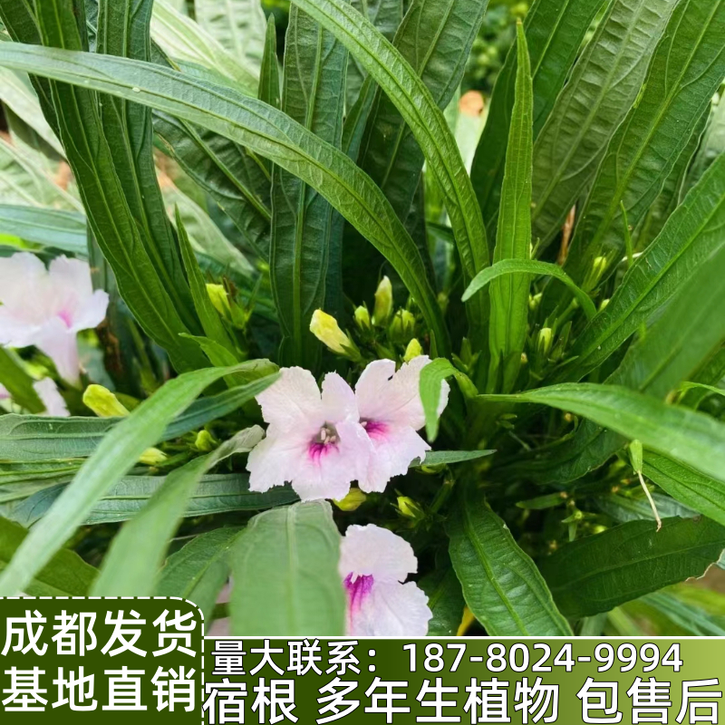 翠芦莉花苗矮生多年生宿根植物花期长可陆栽可水培花园花境植物