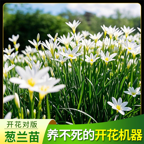 葱兰花好养盆栽地栽花卉