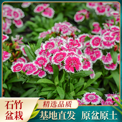 欧石竹四季好养石竹盆栽花苗