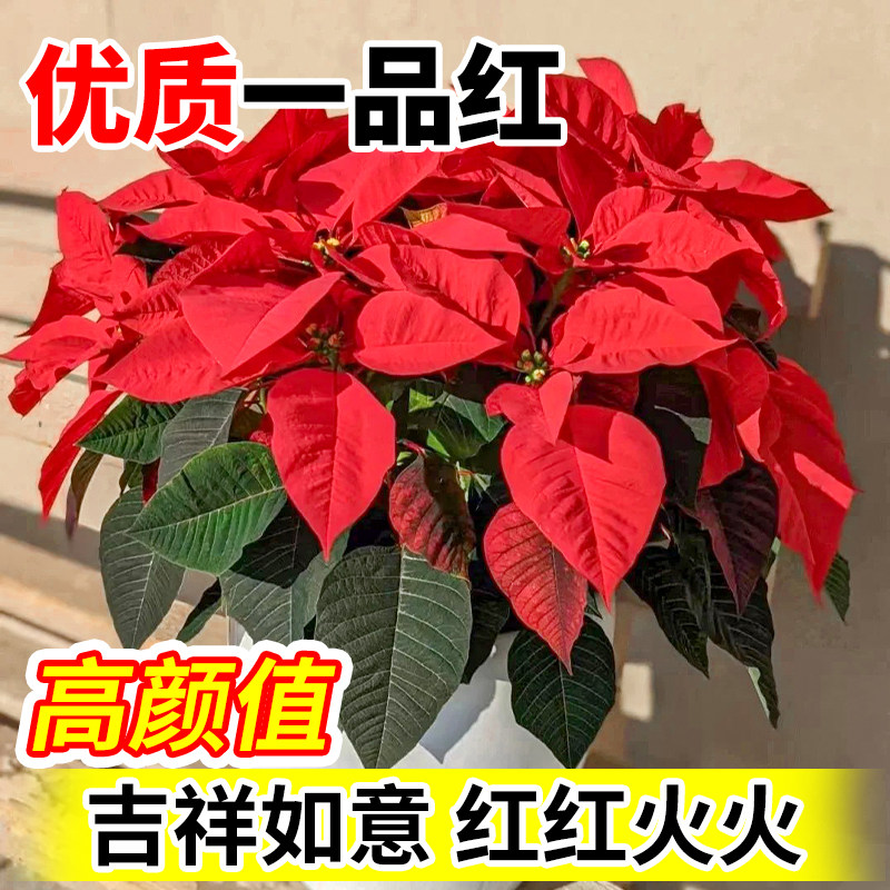 一品红精选优质花卉苗盆栽高颜值室内外吉祥如意喜庆观赏盆栽好养图片