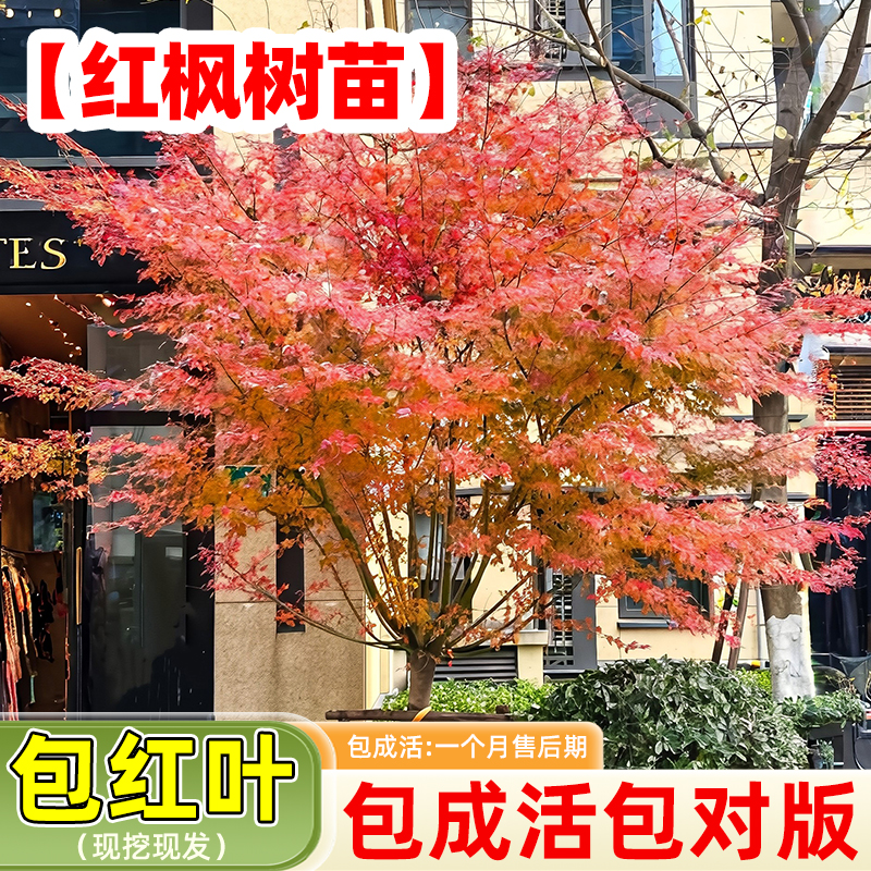 日本红枫树苗庭院别墅造景红舞姬风景树耐高温地栽小叶鸡爪槭大树