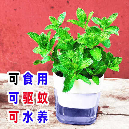 薄荷盆栽可食用大叶十香水培植物室内阳台四季好养驱蚊绿植花卉