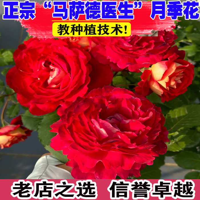 草莓香味品种灌木月季马萨德医生大花浓香玫瑰阳台花园露台花卉 - 实物图