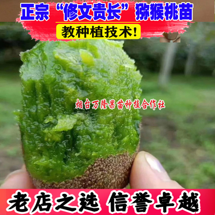 嫁接修文贵长猕猴桃苗绿心奇异果图片