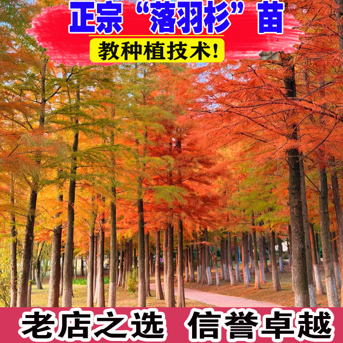墨西哥落羽杉树苗中山杉树苗池杉树苗城市道路风景绿化树喜湿喜阳 - 实物图