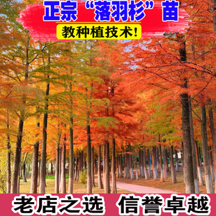 墨西哥落羽杉树苗中山杉树苗池杉树苗城市道路风景绿化树喜湿喜阳