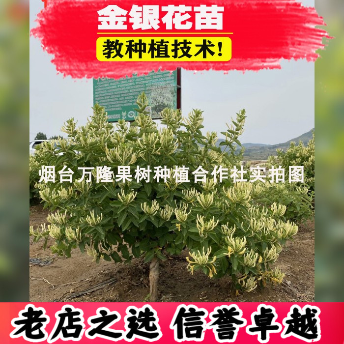 四季金银花树苗盆栽地栽爬藤当年开花食用药忍冬红色耐寒花卉南北