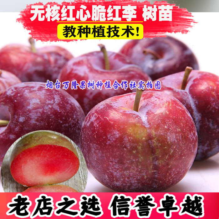 李子果苗四川无核红心脆红李晚熟