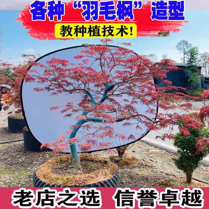 羽毛枫 星星枝垂 石榴红 外山 金丝黄羽花园庭院别墅阳台彩色枫树 - 实物图