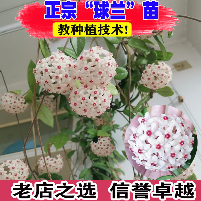 （壮苗）山东基地球兰带花苗攀援图片
