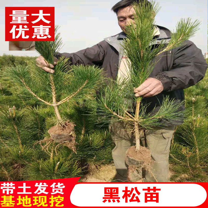 绿化苗木日本黑松小苗庭院黑松苗黑松树苗四季常青盆景植物松树苗
