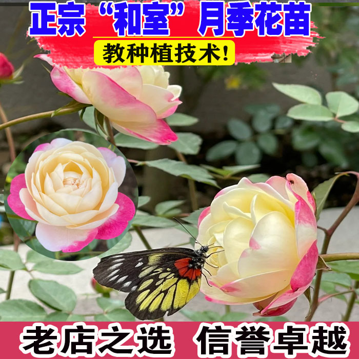 （壮苗）山东基地和室月季苗浓香