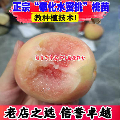 嫁接奉化玉露水蜜桃苗特大水蜜桃