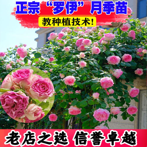 无刺罗伊藤本月季花大花浓香四季