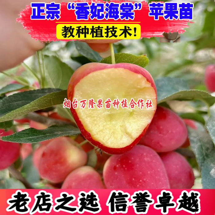 苹果树苗嫁接小苹果树苗耐寒