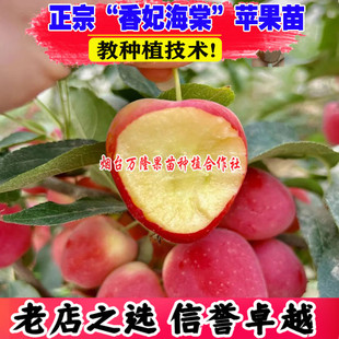 苹果树果苗嫁接香妃海棠苹果树苗耐寒东北鸡心果南方北方种植地栽