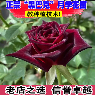 花苗玫瑰特大花黑紅色玫瑰花園陽臺盆栽綠植物 黑巴克切花月季