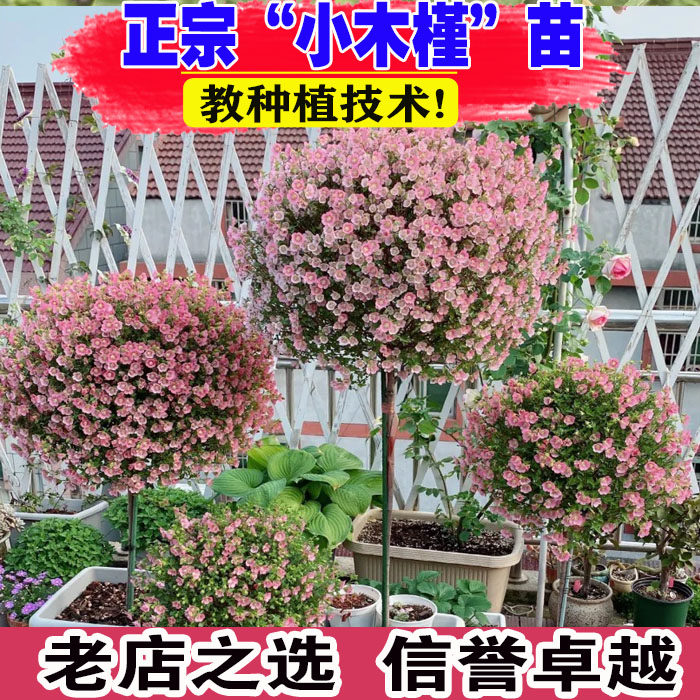 小木槿棒棒糖盆栽植物室内室外阳台庭院好养开花耐寒耐旱易爆花卉
