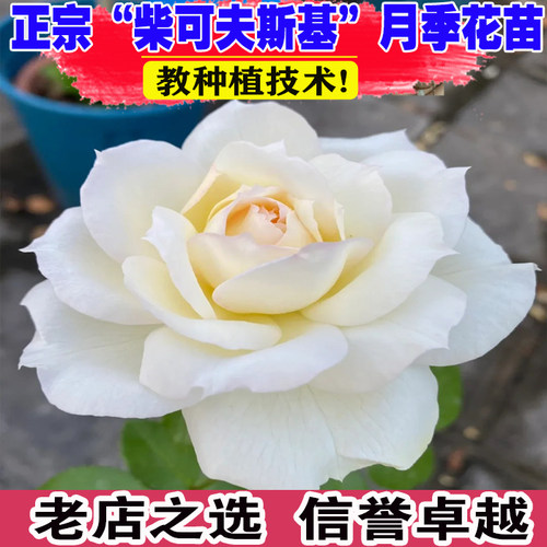（壮苗）山东基地柴可夫斯基月季