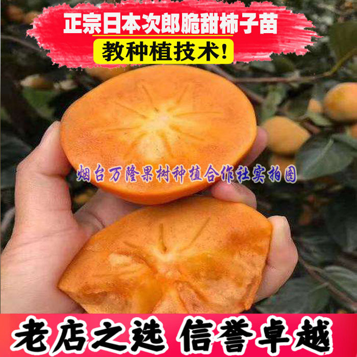 日本次郎脆甜柿无核柿子苗嫁接柿子树南方北方果树苗品种当年结果