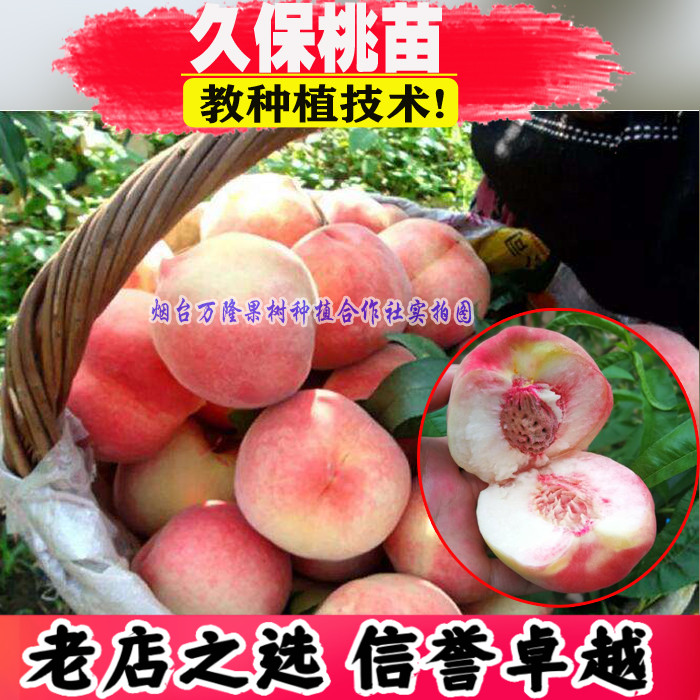 久保桃苗成品果树南北方种植