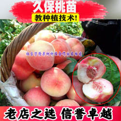 大久保桃苗 桃子树嫁接苗成品果树 果苗南北方种植地栽平谷水蜜桃
