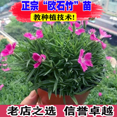 山东基地欧石竹花苗耐寒多年生